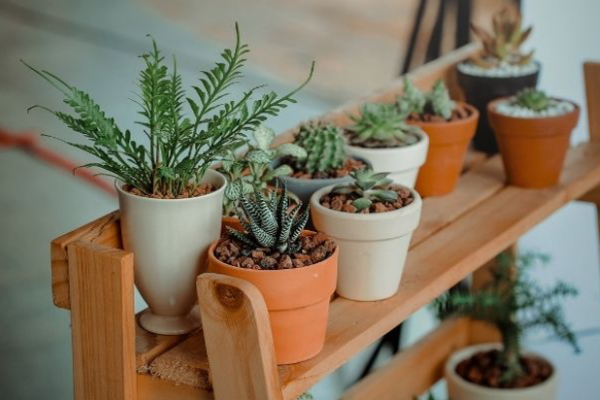 Multiple cactus/ houseplants on a shelf